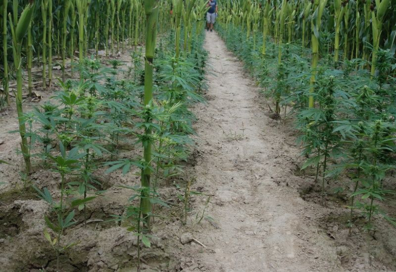 Zlikwidowano ogromną plantację marihuany w Kamieńcu Ząbkowickim