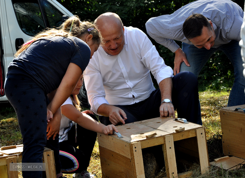 Realizacja drugiej edycji programu odbudowy zwierzyny drobnej. Tym razem do środowiska naturalnego trafiło około 430 sztuk zajęcy