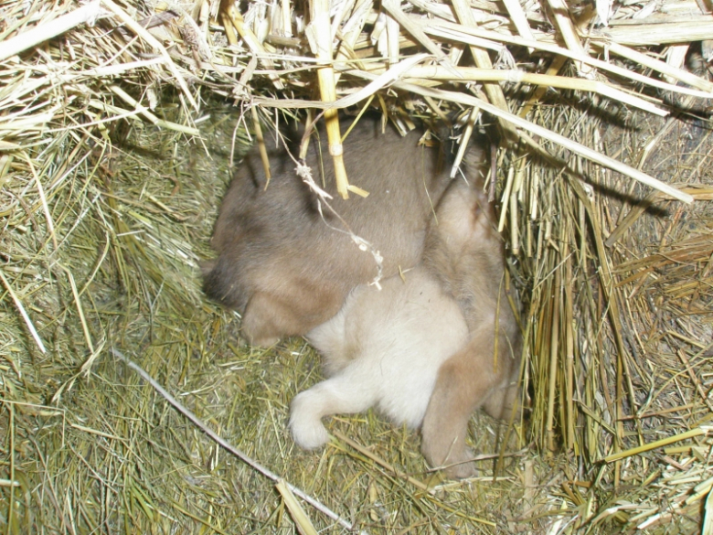 Zaadoptuj szczeniaki