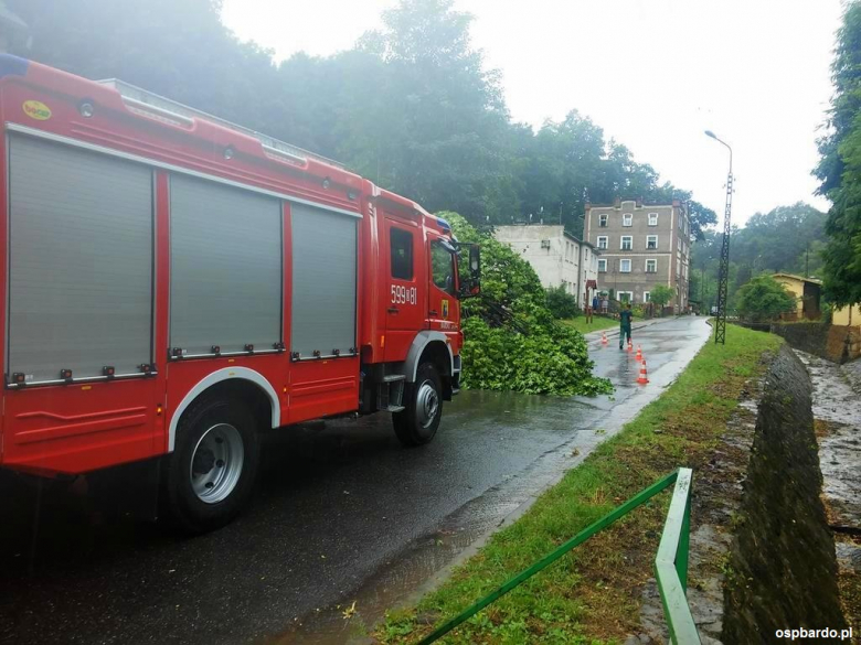 Powalone drzewo na ul. Krakowskiej