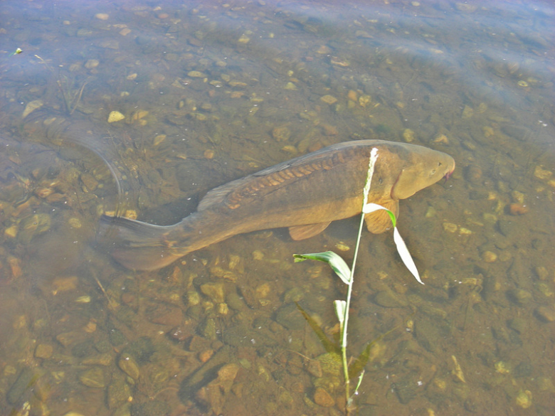 Frankenstein Carp Meeting - Kozielno 2016