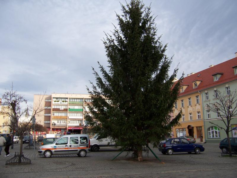 Choinka w ząbkowickim Rynku