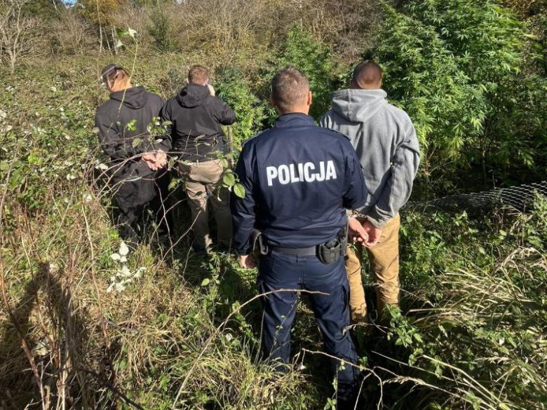 Policjanci zlikwidowali plantację konopi. Tymczasowy areszt dla dwóch mężczyzn