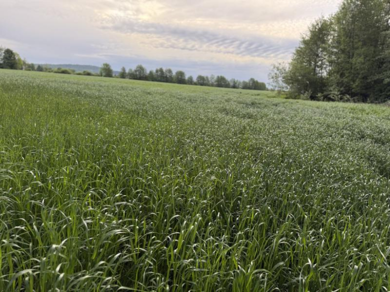 Akcja ochrony koźlaków przed rozpoczęciem sianokosów w Kamieńcu Ząbkowickim