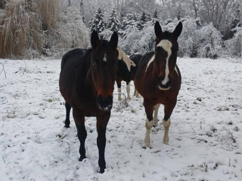 Służby o koniach biegnących ulicą poinformowali kierowcy
