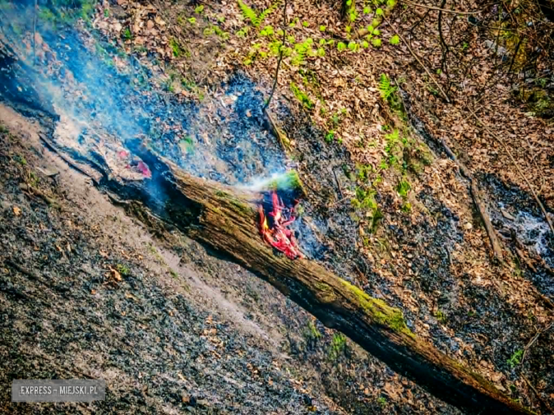 Pożar w Bardzie. Ogień strawił ponad pół hektara lasu