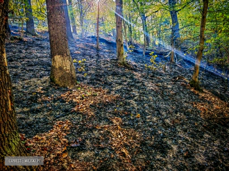 Pożar w Bardzie. Ogień strawił ponad pół hektara lasu