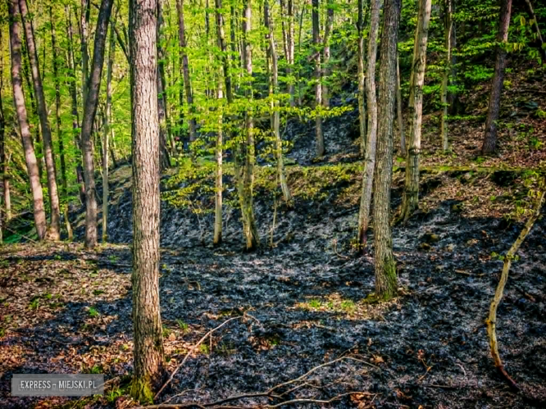Pożar w Bardzie. Ogień strawił ponad pół hektara lasu