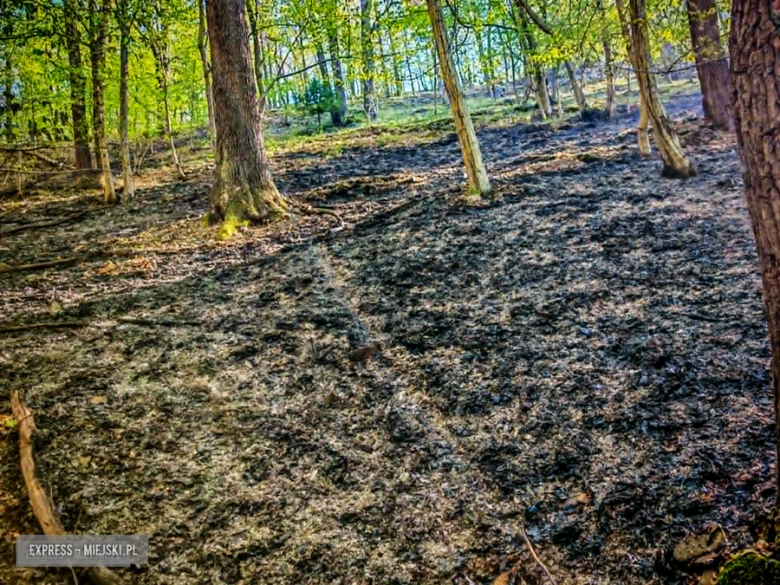 Pożar w Bardzie. Ogień strawił ponad pół hektara lasu