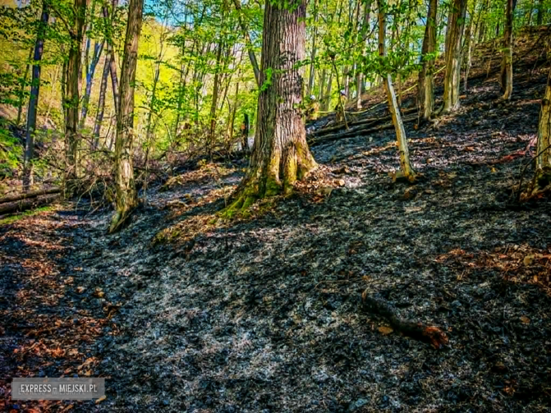 Pożar w Bardzie. Ogień strawił ponad pół hektara lasu