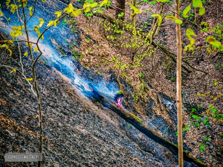 Pożar w Bardzie. Ogień strawił ponad pół hektara lasu