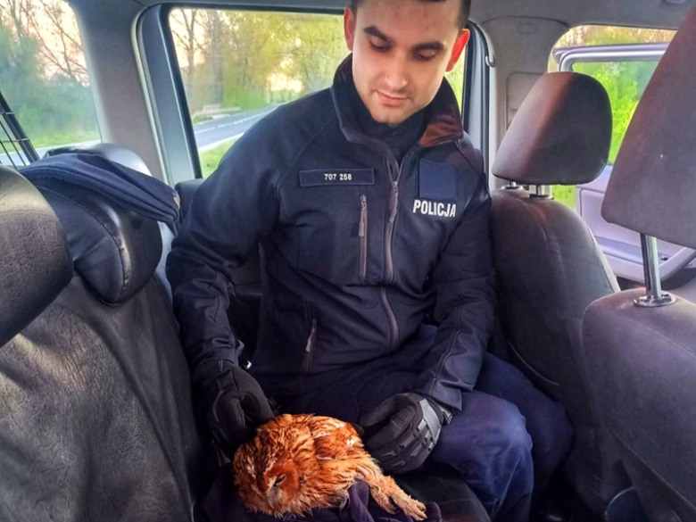 Ranna sowa uratowana przez policjantów podczas patrolu
