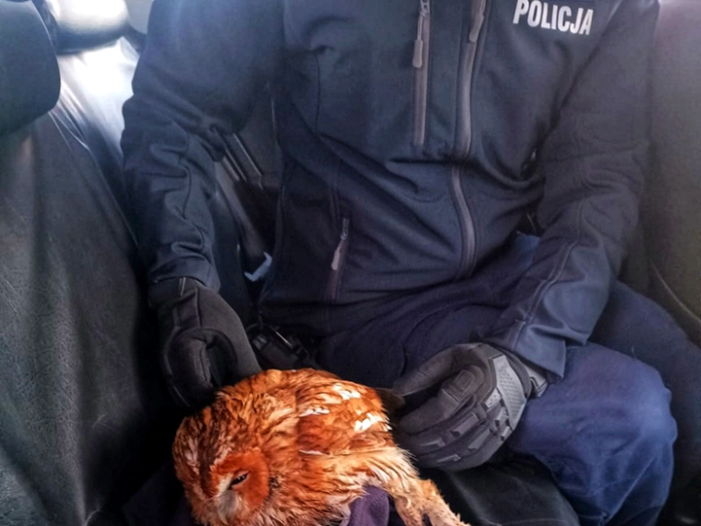 Ranna sowa uratowana przez policjantów podczas patrolu