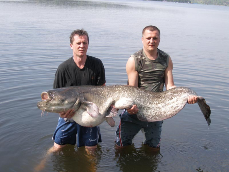 Wielkie ryby Carp Team Ząbkowice Śląskie