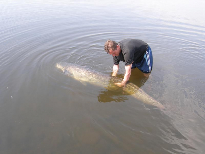 Wielkie ryby Carp Team Ząbkowice Śląskie