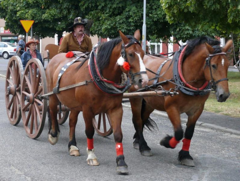 Parada zaprzęgów konnych złotostockimi ulicami