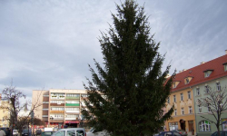 Choinka w ząbkowickim Rynku - "coraz bliżej święta"