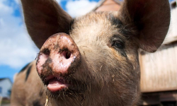 Ostrzeżenie dla hodowców. Za nieprzestrzeganie zasad dotyczących uboju grożą wysokie kary