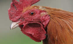 Wirus grypy ptaków nie jest groźny dla ludzi, ale jest szkodliwy dla gospodarki