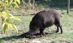 Sołtys Chwalisławia zrezygnował. Powód? Nowa ustawa