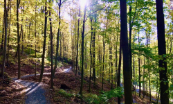 Zakończono budowę singletracków na terenie gminy Ziębice