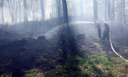 W Żdanowie spłonęło około pół hektara lasu. Do akcji zadysponowano dromader gaśniczy [foto]