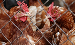 Powiatowy Lekarz Weterynarii informuje: zagrożenie wystąpienia wysoce zjadliwej grypy ptaków