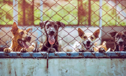 Gmina Ząbkowice Śląskie przyjęła program opieki nad zwierzętami