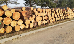 Drewno z wycinki drzew z terenu Gminy Ząbkowice Śląskie na sprzedaż