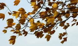 IMGW ostrzega przed silnym wiatrem