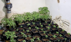 39-latek założył plantację 144 sadzonek marihuany. Jest już w rękach policji