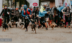 Przygoda na cztery łapy w Złotym Stoku. Finał pucharu polski w Dogtrekkingu już w najbliższą sobotę