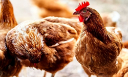 Ognisko wysoce zjadliwej grypy ptaków w Piławie Górnej. Wyznaczono obszary objęte ograniczeniami