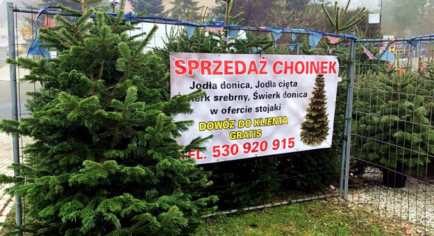 Prowadzimy sprzedaż choinek z polskich plantacji. Autokomis ul. Daleka (naprzeciwko sklepu Biedronka). Stoisko czynne od godziny 8 do 20. Dowóz do klienta gratis! Telefon: 530-920-915