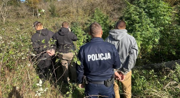 Policjanci zlikwidowali plantację konopi. Tymczasowy areszt dla dwóch mężczyzn