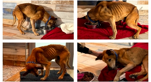 Wygłodzony pies i burza w sieci. Straż Miejska w Ziębicach publikuje oświadczenie po zarzutach DIOZ