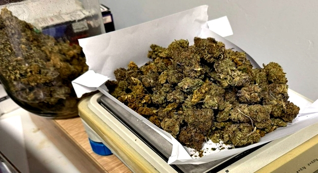 Policyjny pies w akcji. Mundurowi zabezpieczyli znaczną ilość marihuany i kilka porcji amfetaminy