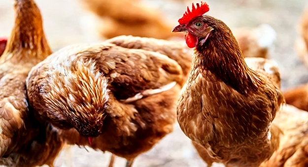 zdjęcie ilustracyjne