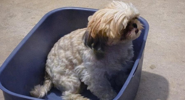 Zaginął pies rasy Shih Tzu. Może być wystraszony i nieufny wobec obcych