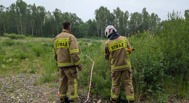 Barszcz Sosnowskiego w gminie. Strażacy oznakowali niebezpieczne miejsca