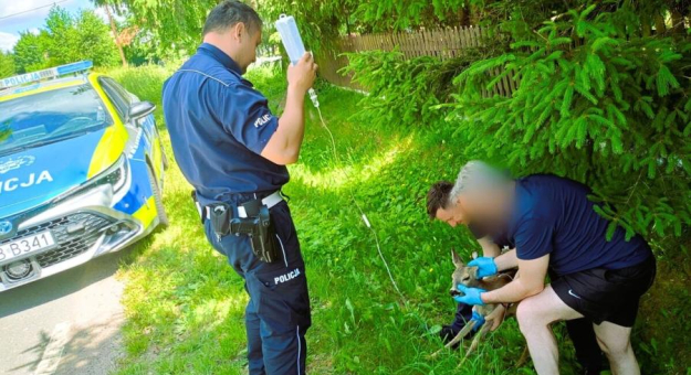 Nietypowa interwencja policji. Młoda sarna odzyskała siły i wróciła do lasu